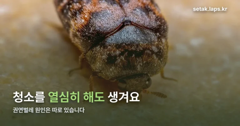 권연벌레 원인 정리 썸네일