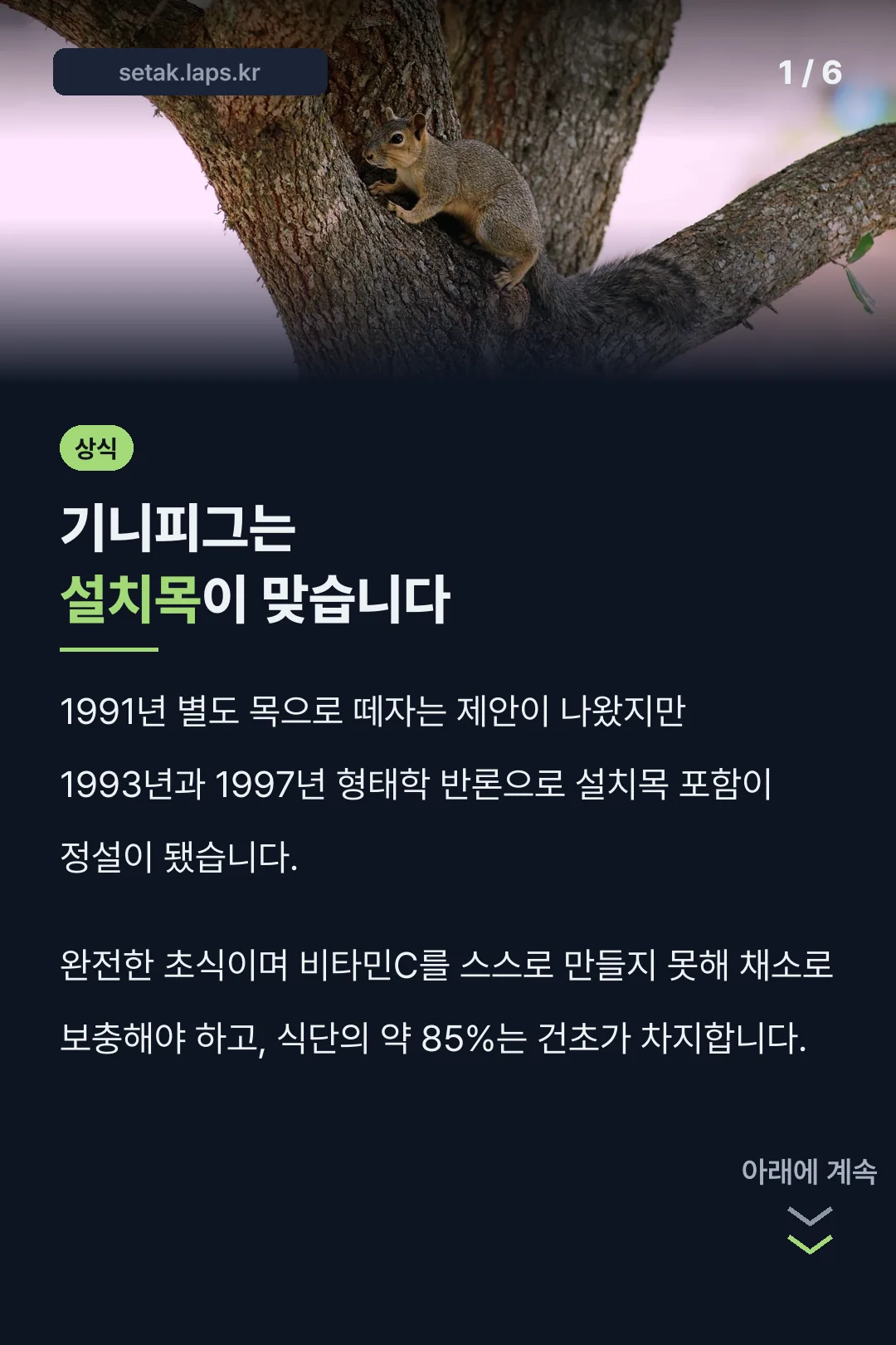 기니피그는 설치목이 맞습니다