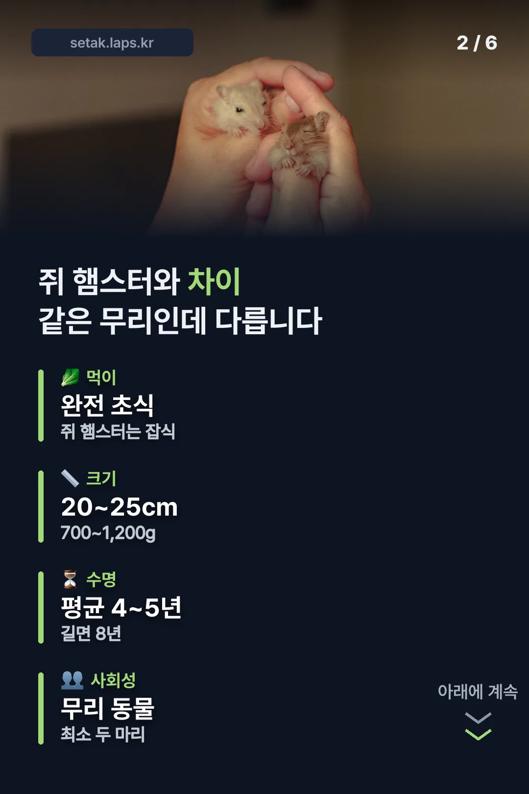 쥐 햄스터와의 차이