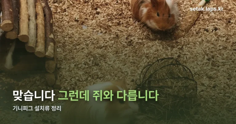 기니피그 설치류 정리 썸네일
